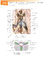Sobotta Atlas of Human Anatomy  Head,Neck,Upper Limb Volume1 2006, page 323